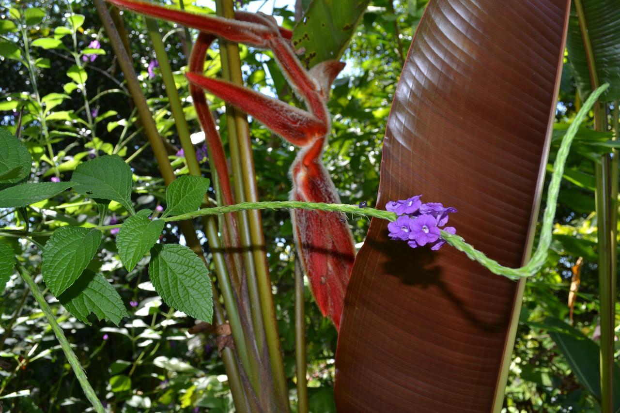 Natuga Ecolodge-Villas Dominical Baru Exterior foto