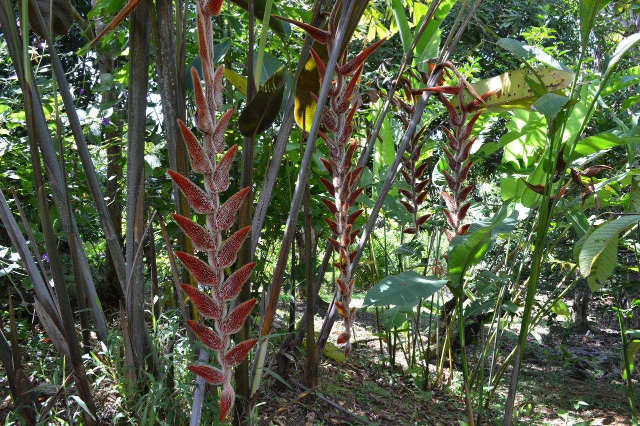 Natuga Ecolodge-Villas Dominical Baru Exterior foto